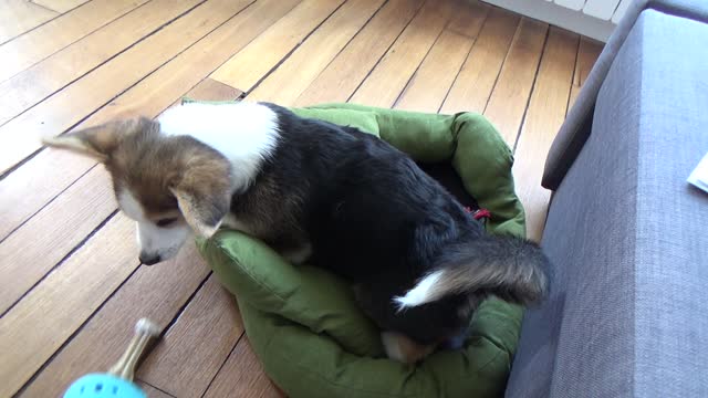 corgi makes his bed