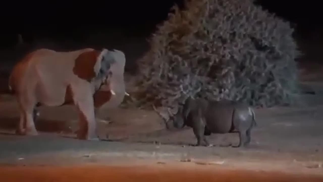Angry Elephant in Night