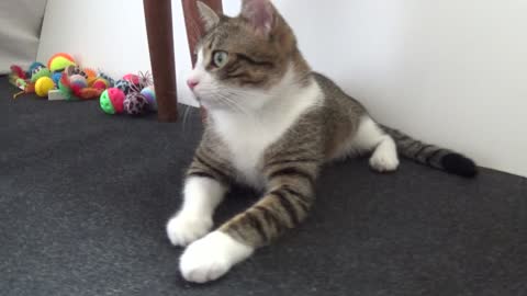 Curious Kitten Watches His Hooman Repair the Door