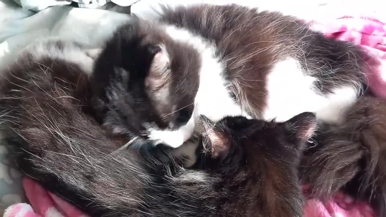 Linus grooms his little sister