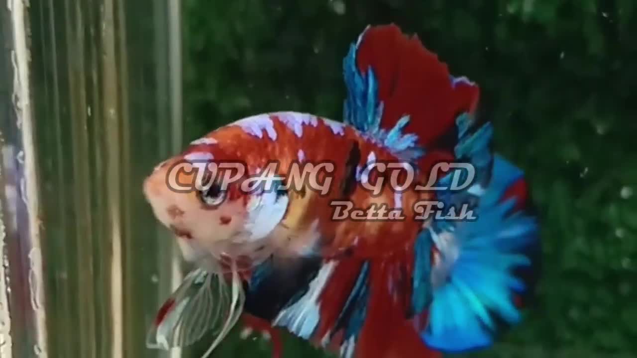 CUPANG NEMO GALAXY BETTA FISH BEST QUALITY