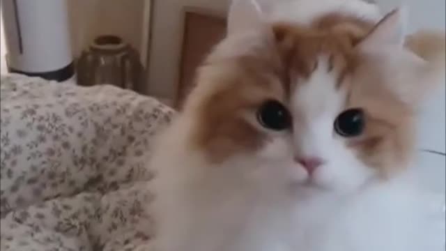 funny cat videos