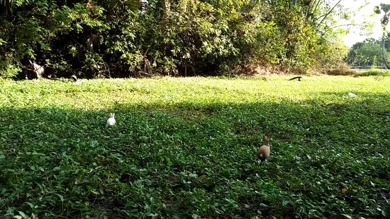 Cute rabbit on the green field