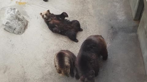 Video of a bear eating food