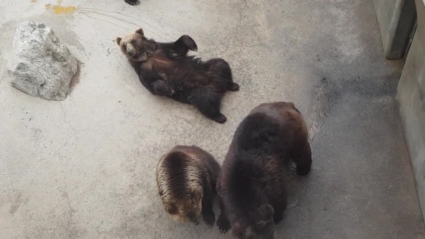 Video of a bear eating food