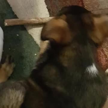 Charlie The First 3 Months