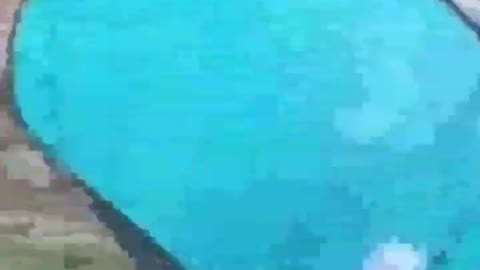 Funny animals compilation #shorts #funnyvideo