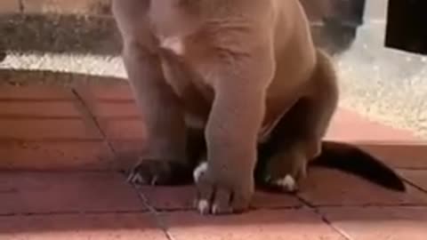 Dog cute