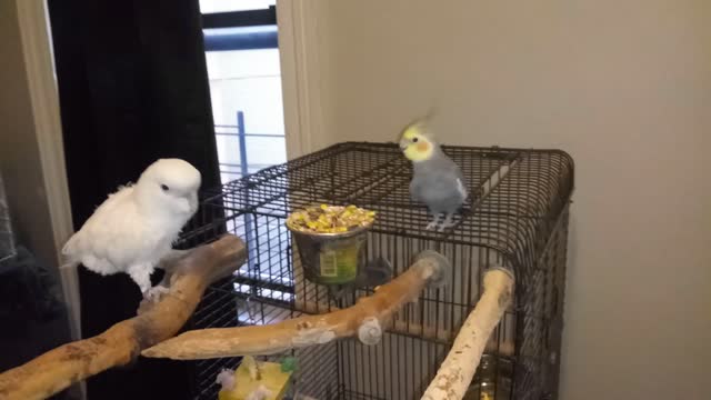 Peanut and Grey hanging