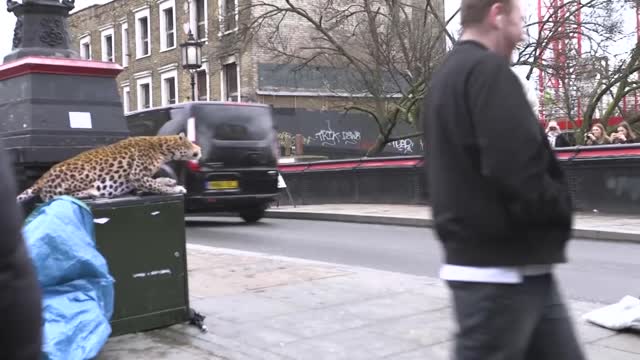 LEOPARD PRANK! - In Town!