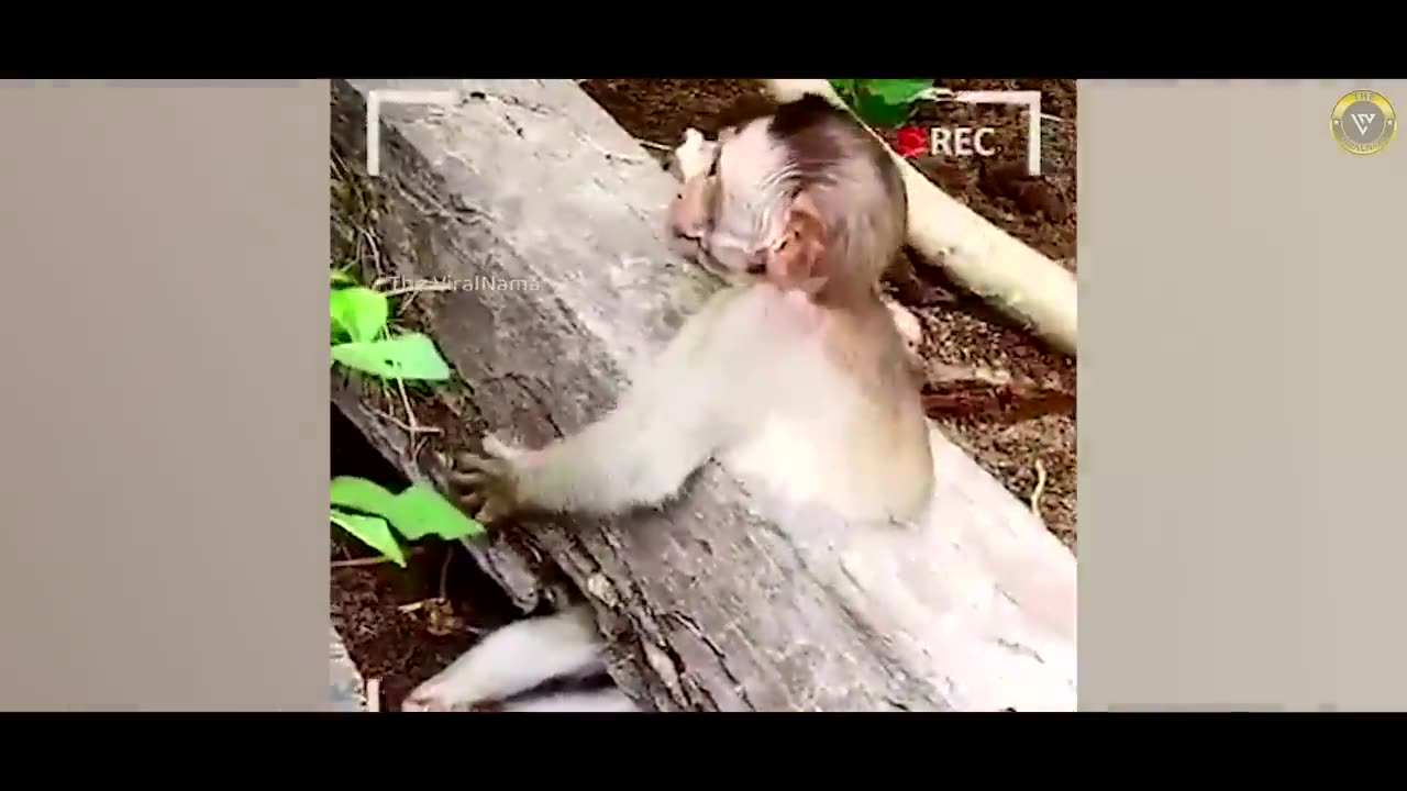 Stomach will start hurting after seeing the adventures of monkeys.