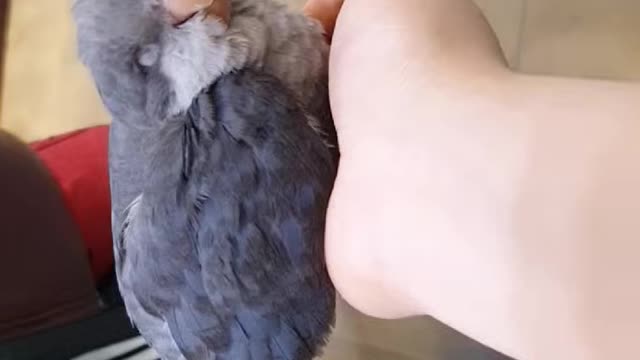 My cute parrot chirps!