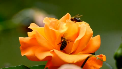 Flowers to relax