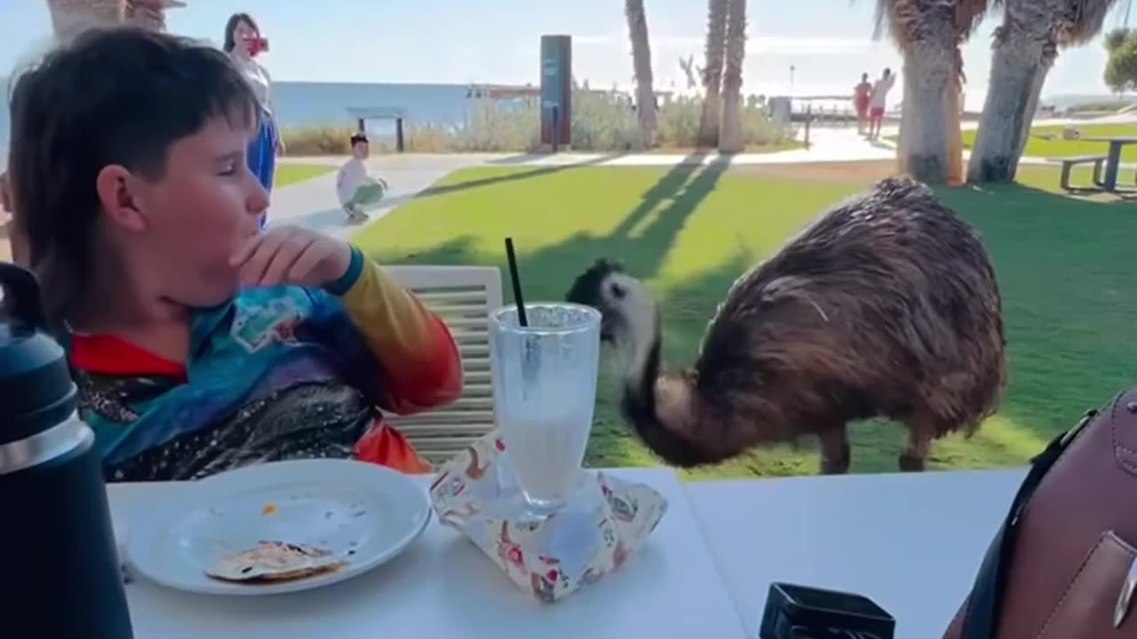 Emu comes in for the steal