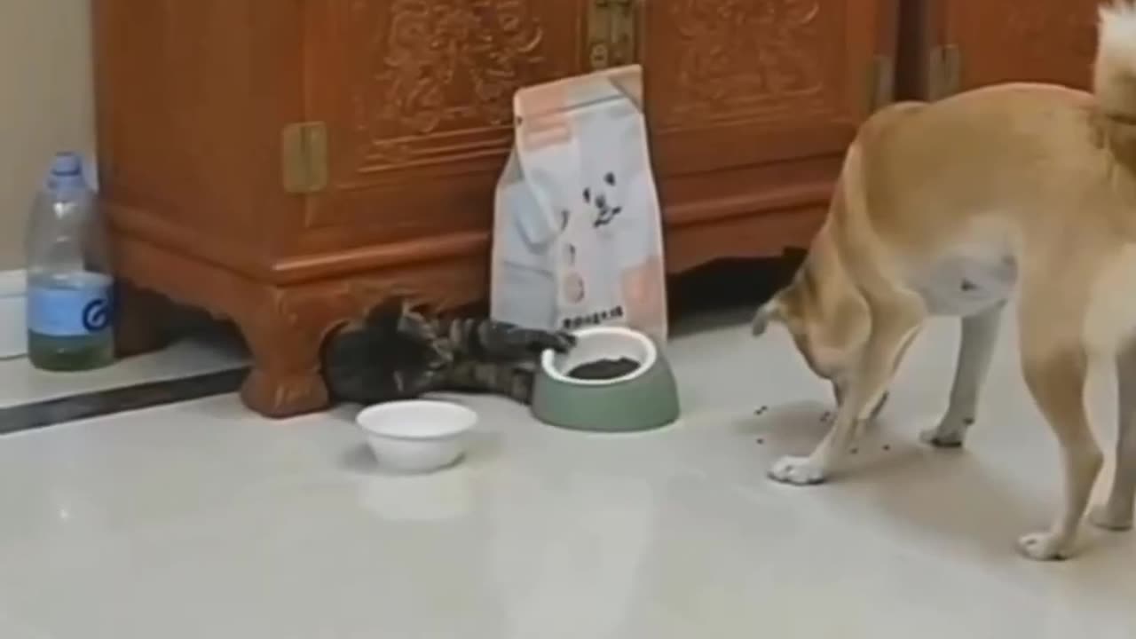 Funny animals 2024😆- Funny cats and dogs videos 🐈🐕 #shorts part 160