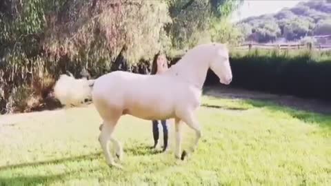 Cute And funny horse