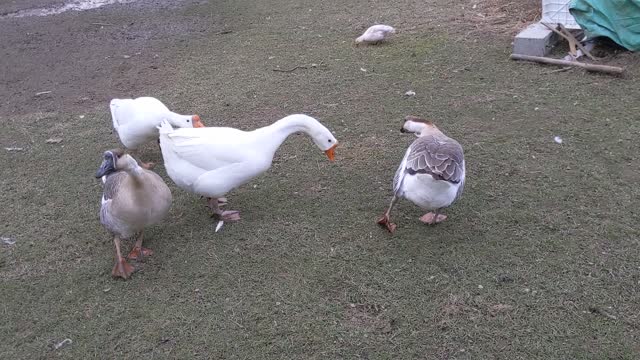 China Goose says none of that!