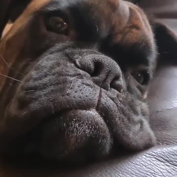 Great scene sad Boxer dog
