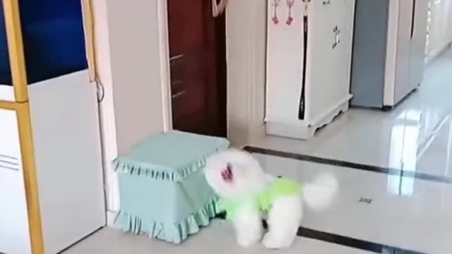 cute dog funny moments.