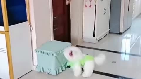 cute dog funny moments.