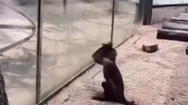 funny animal video