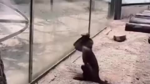 funny animal video