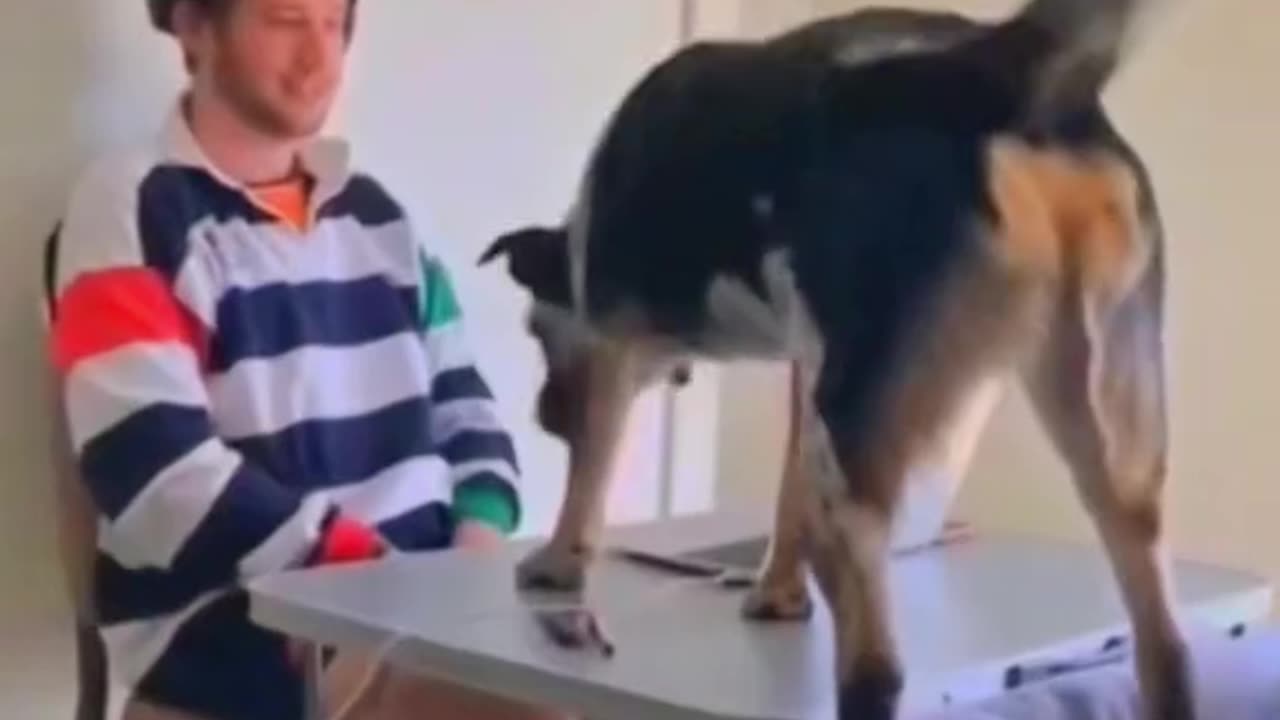 Funny animal fails😂😂💔😜☠️