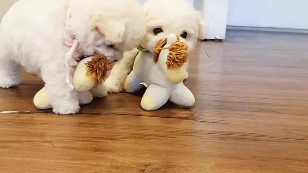 A__cute_little_bichon_frise_video_lovely_puppy_bichon