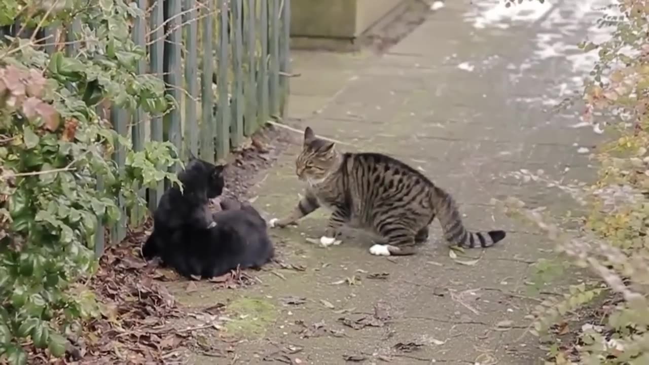 Epic FIght of cats with orignal sound Best video forever