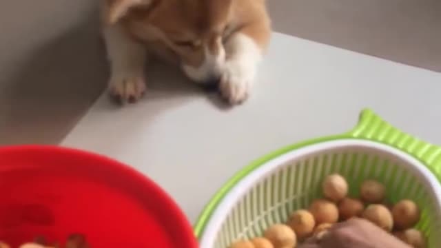 My Corgi eating everything!