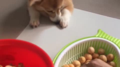 My Corgi eating everything!