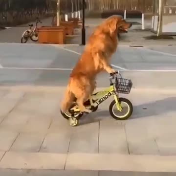 Golden Retriever rides a bicycle.