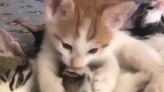 you are so dirty brother 😺😺 cat funny video