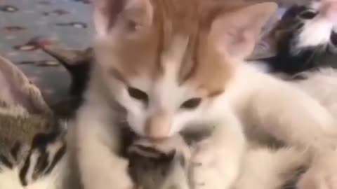 you are so dirty brother 😺😺 cat funny video