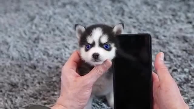 Small and Cute Husky Puppy