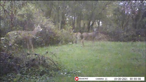 Backyard Trail Cam - Buck and Does