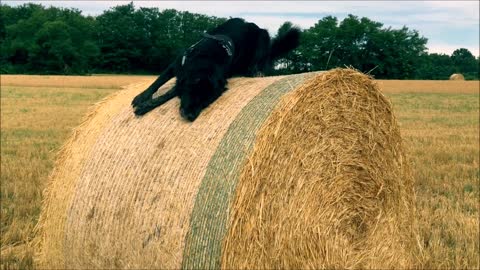 Dog Rolls in Hay Fail
