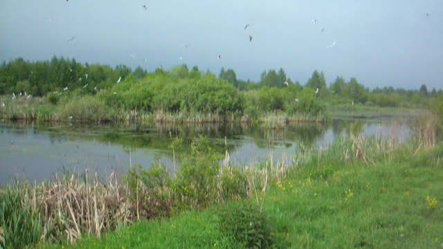 Seagulls at pond