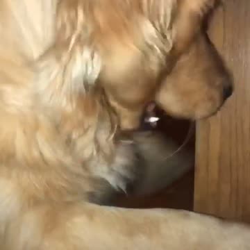 Golden Retriever and cat battle