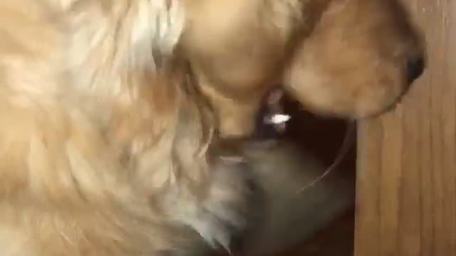 Golden Retriever and cat battle