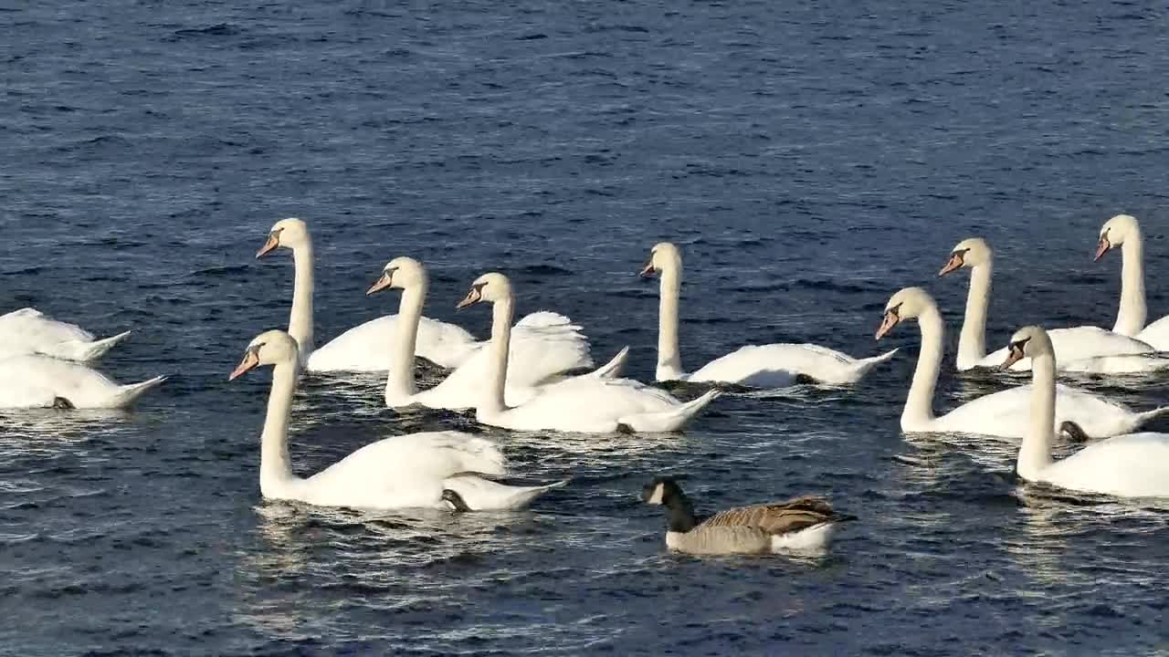 Single duck among-swans