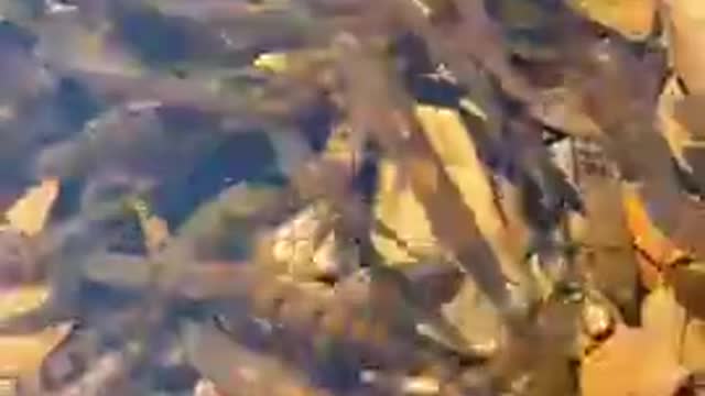 Fish at Cleanest River_batch