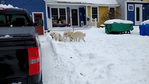 Snow Day For the Dags