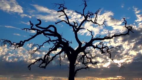 A lone tree, standing alone in an open field, without company