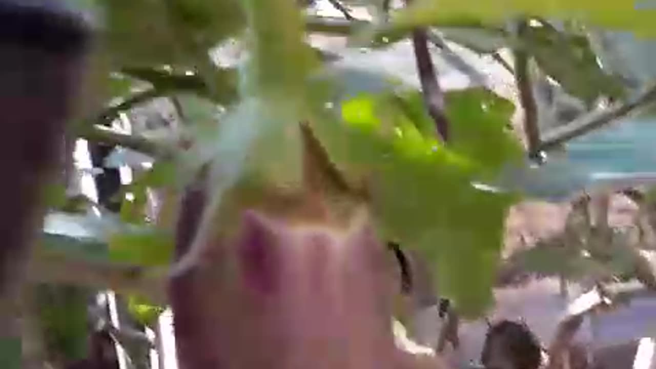 Brinjal Plant