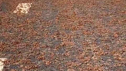 A swarm of Locusts cover the road near Brits town, South Africa.