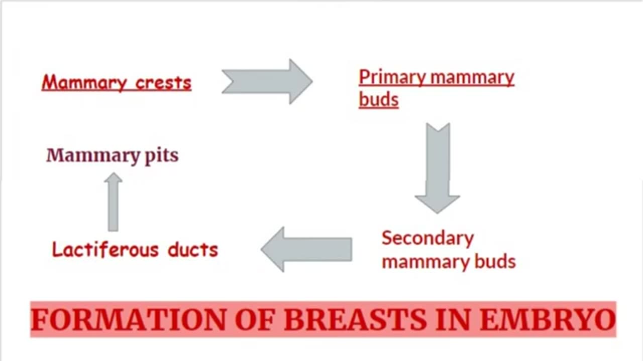 Development of the Breast in Embryo | Embryology of Mammary Gland Explained