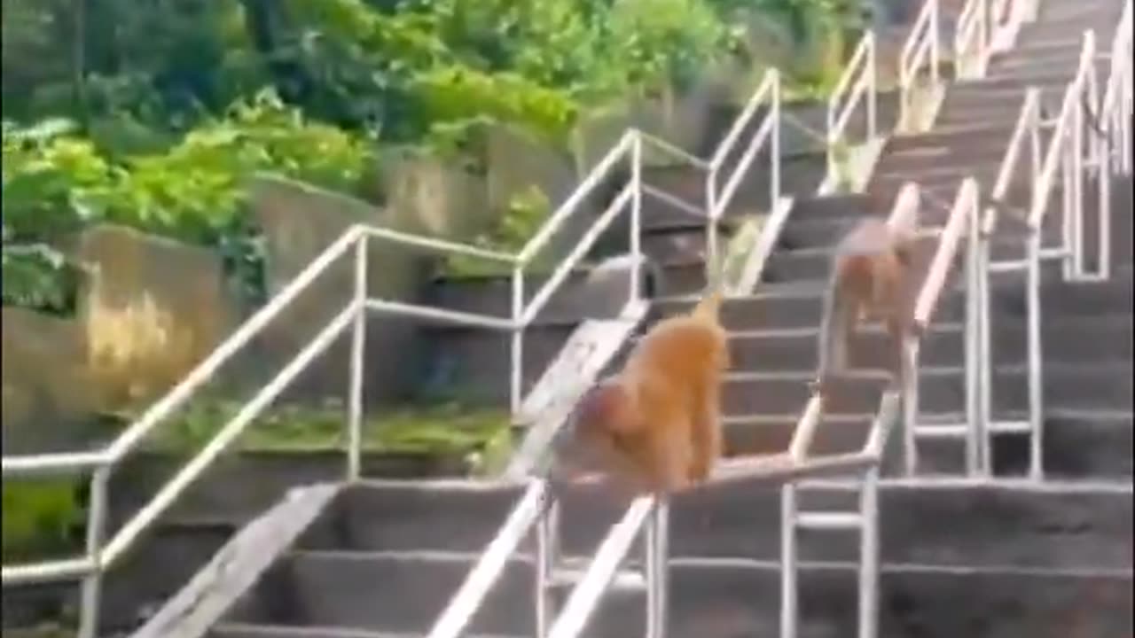 These monkeys are more civilized than shitskin invaders