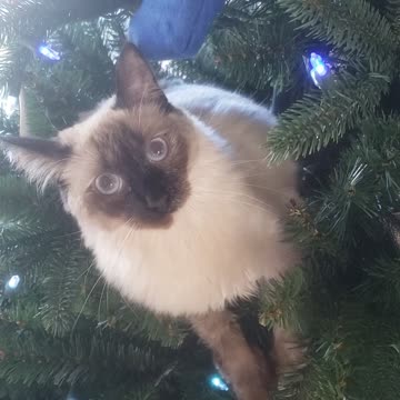 Rib-tickling video of chubby cat getting stuck in the Christmas tree