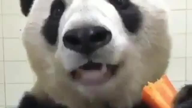 Feeding the panda bear